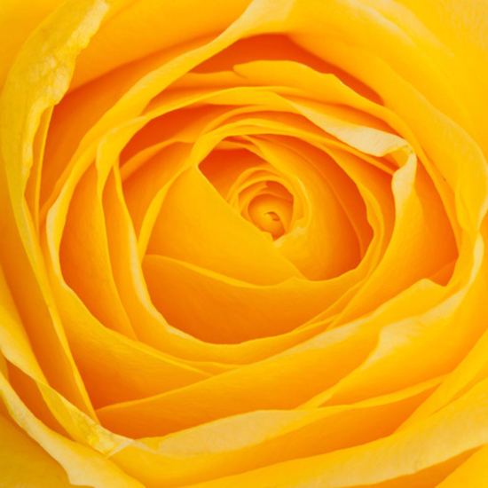 yellow-rose-close-up close up of the centre of a yellow rose